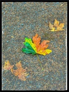 13th Oct 2022 - Fallen Leaves
