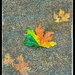 Fallen Leaves by joysabin