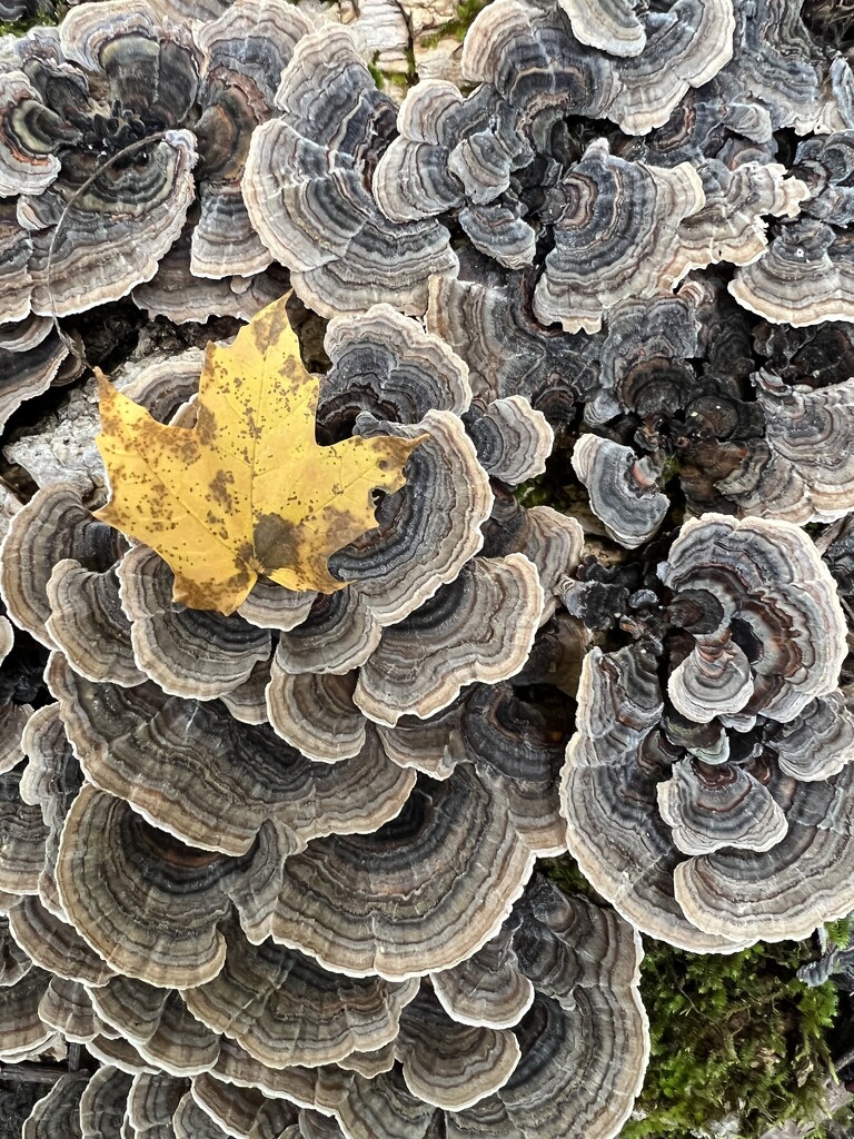 Fall Fungus by calm