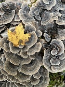 3rd Oct 2022 - Fall Fungus