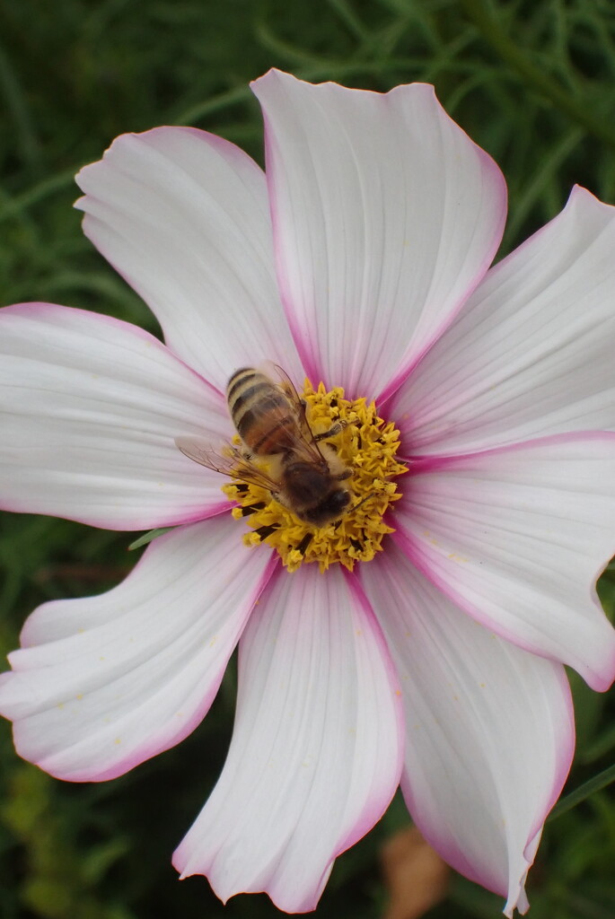 Bee on Flower at Hampton Court Palace Garden by matsaleh