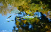 13th Oct 2022 - Autumn Reflections at Guilford Lakes