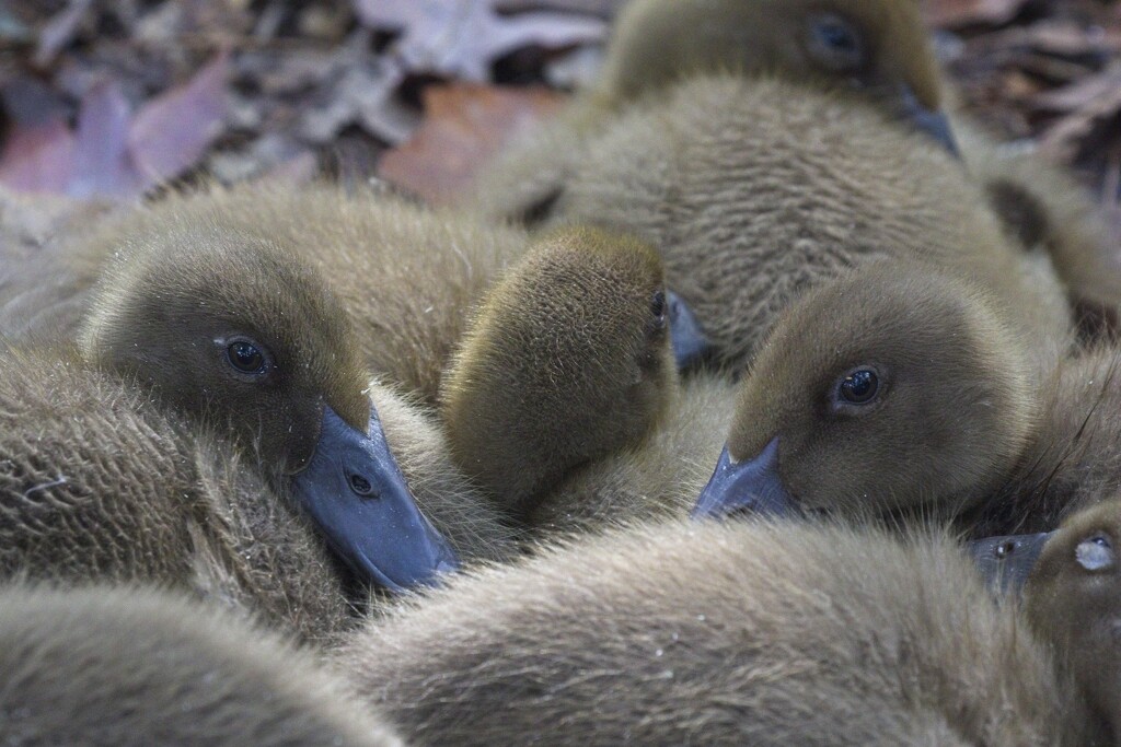 LHG_7321-Ducklings in their huddle by rontu