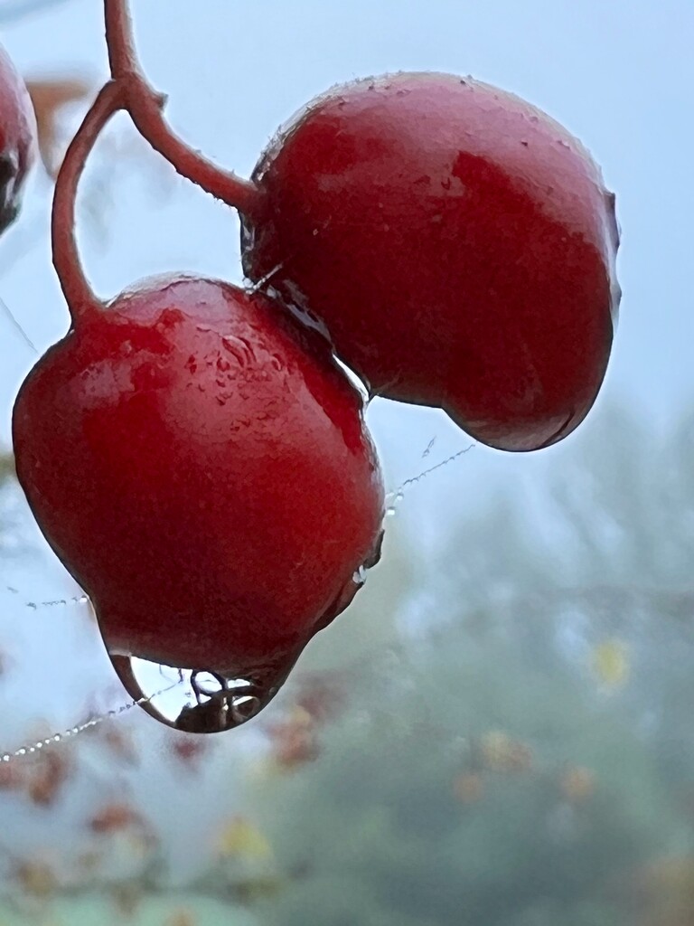 Hawthorn berries by gaillambert