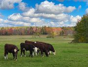 13th Oct 2022 - Cows and foliage