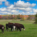 Cows and foliage by joansmor
