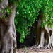  Another Weeping Fig Tree ~ by happysnaps