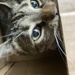 Same Kitty, Different Box  by spanishliz