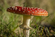 13th Oct 2022 -  Fly agaric