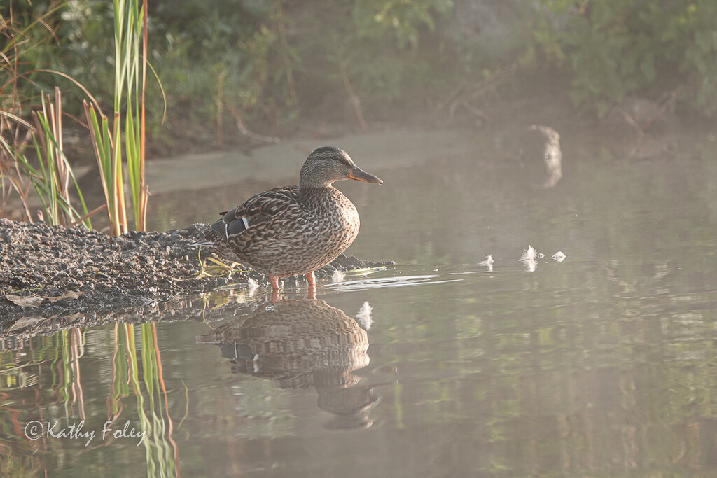 Mallard Duck and her reflection  by radiogirl