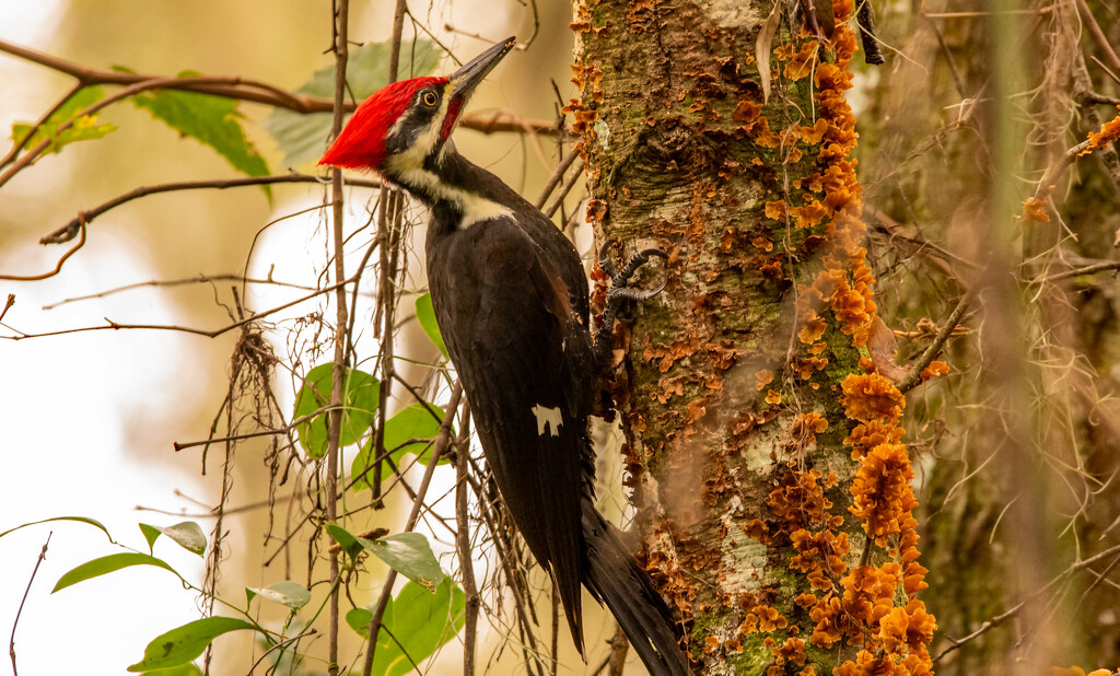 Male Pileated Woodpecker! by rickster549