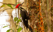 13th Oct 2022 - Male Pileated Woodpecker!
