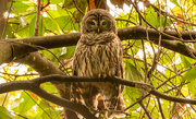 13th Oct 2022 - Barred Owl Checking Me Out!