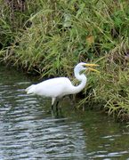 2nd Oct 2022 - Oct 2 Egret Eating Fish IMG_7585