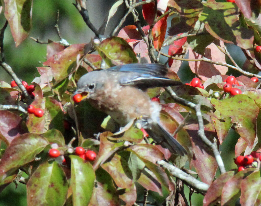 Oct 9 Bluebird with berry IMG_7760AE by georgegailmcdowellcom