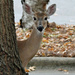 Oct 10 Deer behind tree IMG_7764A by georgegailmcdowellcom