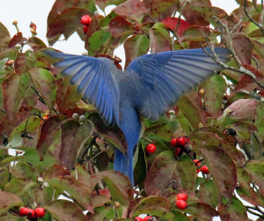 Oct 12 Bluebird in flight IMG_7805A by georgegailmcdowellcom