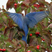 Oct 12 Bluebird in flight IMG_7805A by georgegailmcdowellcom