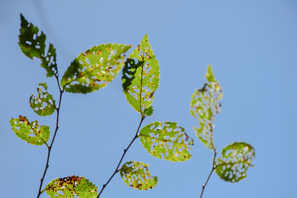 Lacy Leaves by kareenking