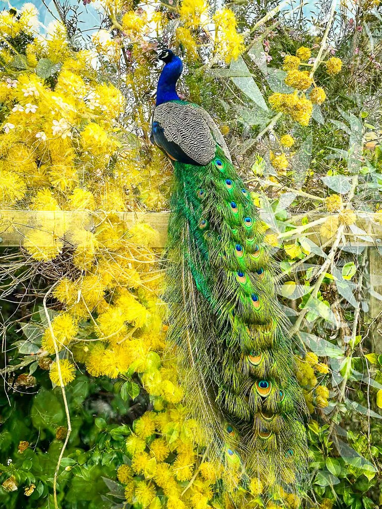 Peacock in the wattle by pusspup