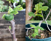 13th Oct 2022 - Confused Fig Tree