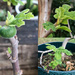 Confused Fig Tree by loweygrace