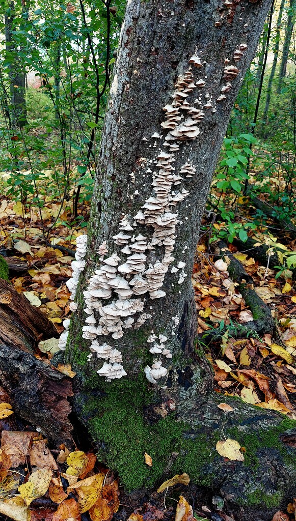 Tree Fungus by harbie
