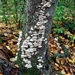 Tree Fungus by harbie