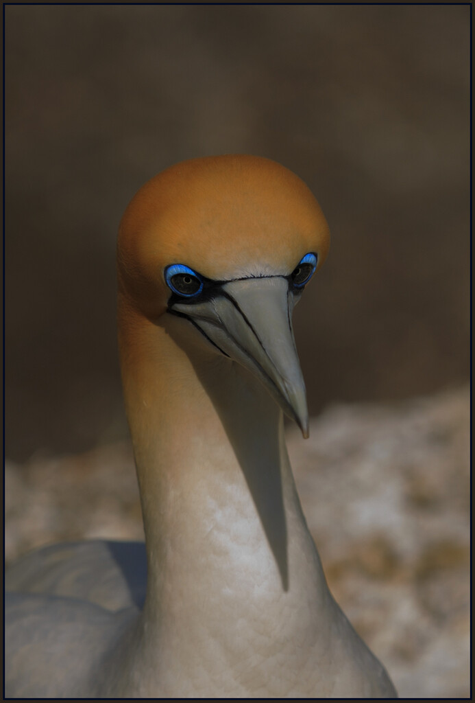 Australasian gannet - taakapu by dide