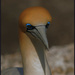 Australasian gannet - taakapu by dide