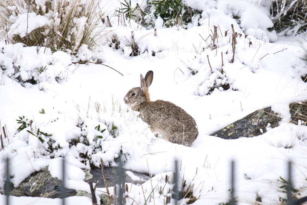 Snow Rabbit by dkbarnett