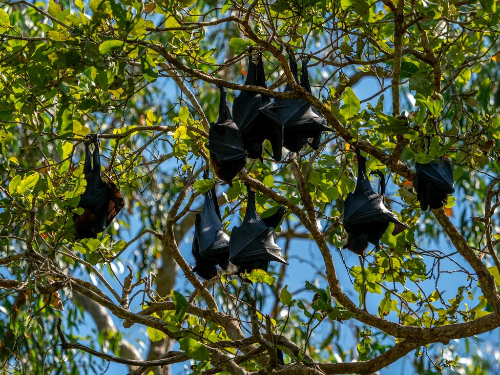 Flying foxes by gosia