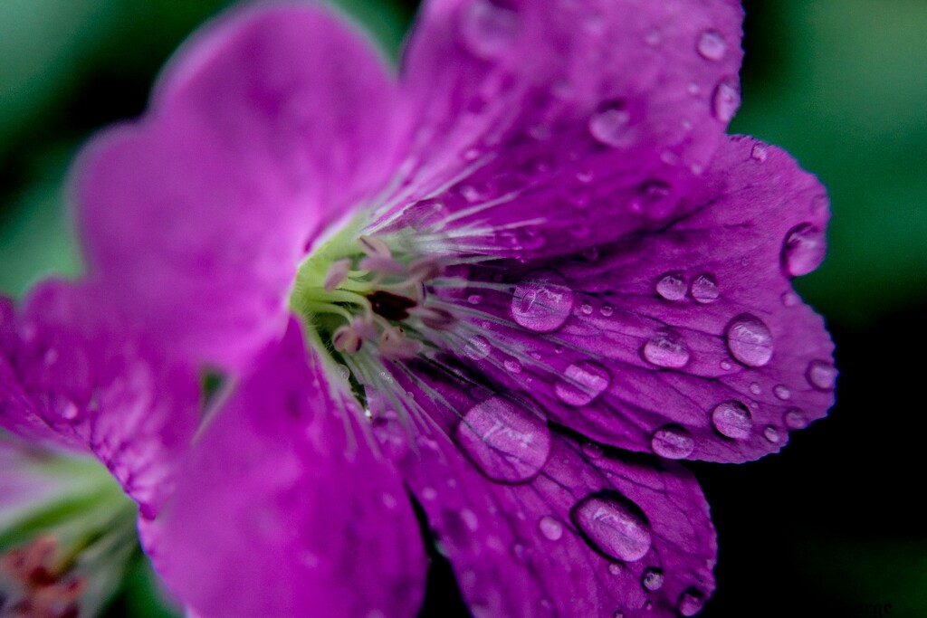 Flower and raindrops by nodrognai