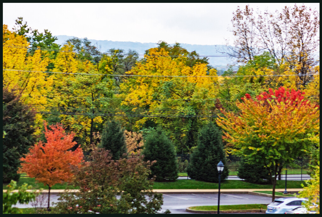 Fall Colour from our Apartment by hjbenson