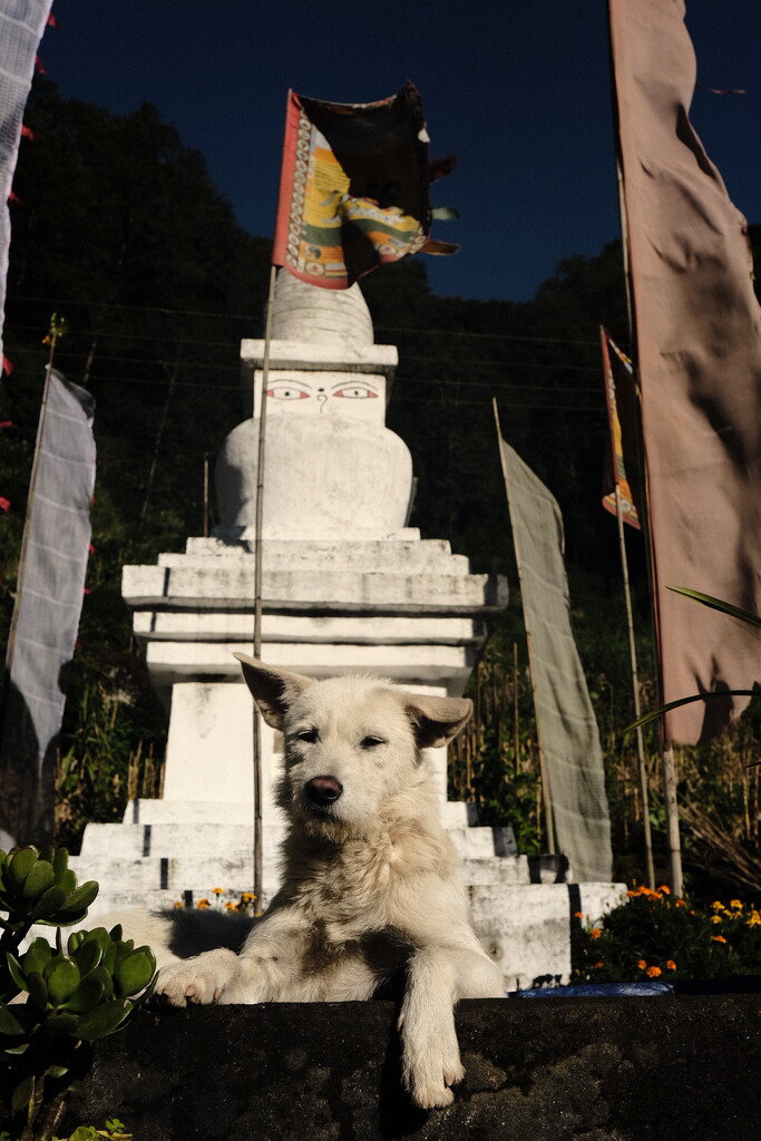 Guardian of the stupa by stefanotrezzi