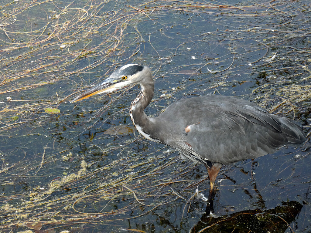 Great Blue Heron by seattlite