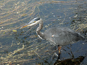 14th Oct 2022 - Great Blue Heron