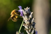 14th Oct 2022 - A busy bee getting the last nectar from the lavender