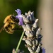 A busy bee getting the last nectar from the lavender by anitaw
