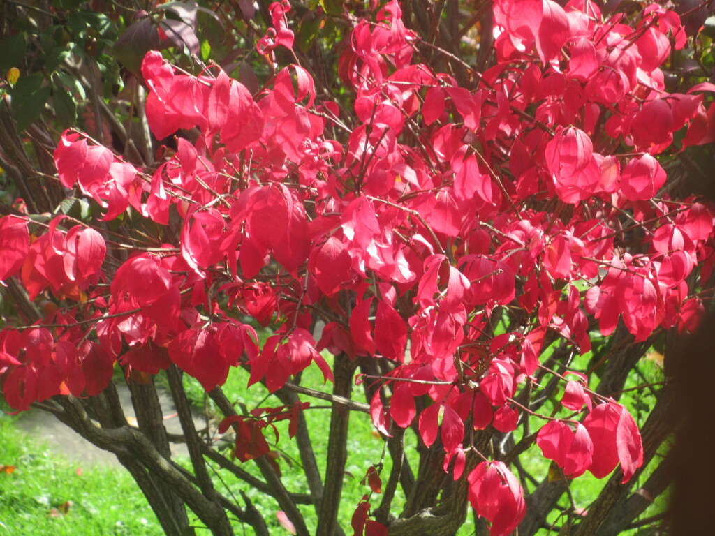 Our burning bush has turned red by bruni