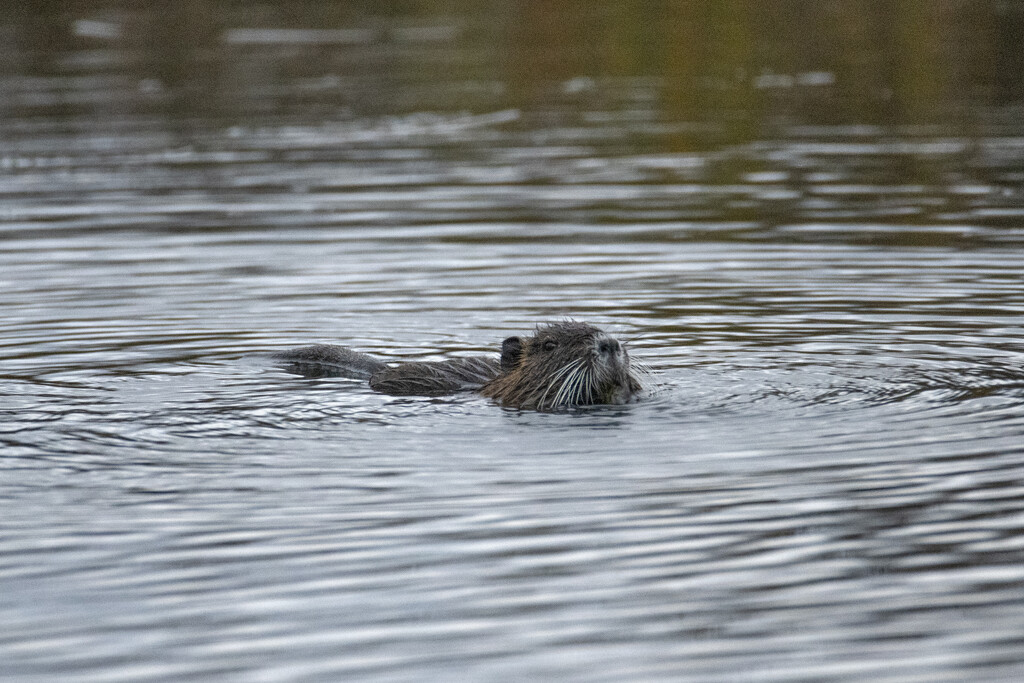 Muskrat Whiskers by timerskine