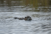14th Oct 2022 - Muskrat Whiskers