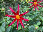 14th Oct 2022 - I’m converted to the dahlia!! 