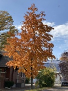 13th Oct 2022 - Orange #6: Autumn Tree