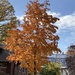 Orange #6: Autumn Tree by spanishliz