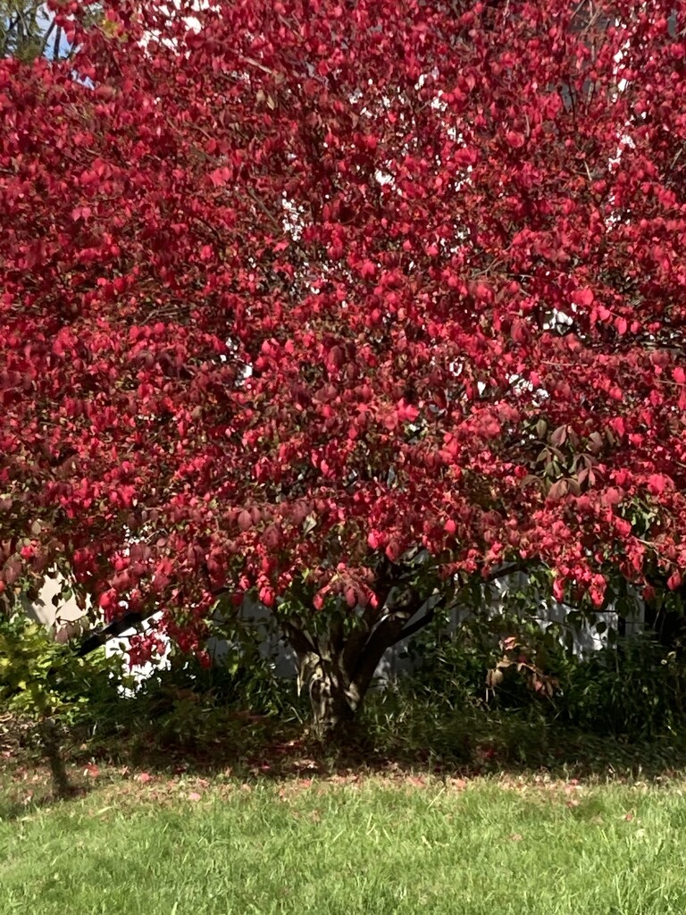 Red Tree  by spanishliz
