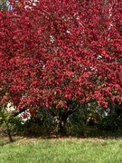 14th Oct 2022 - Red Tree 