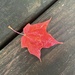fallen leaf by stillmoments33