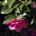 Camellia by k9photo