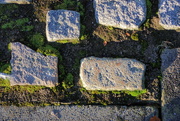 14th Oct 2022 - Mossy Paving Stones in the Morning Light